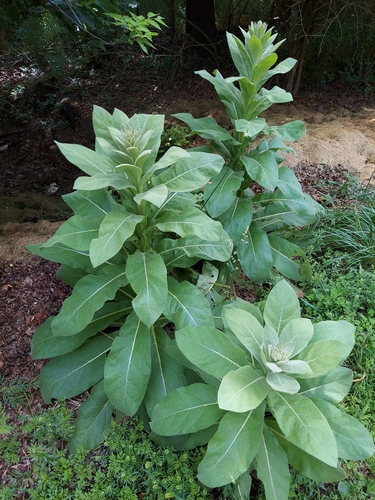 Verbascum thapsus
