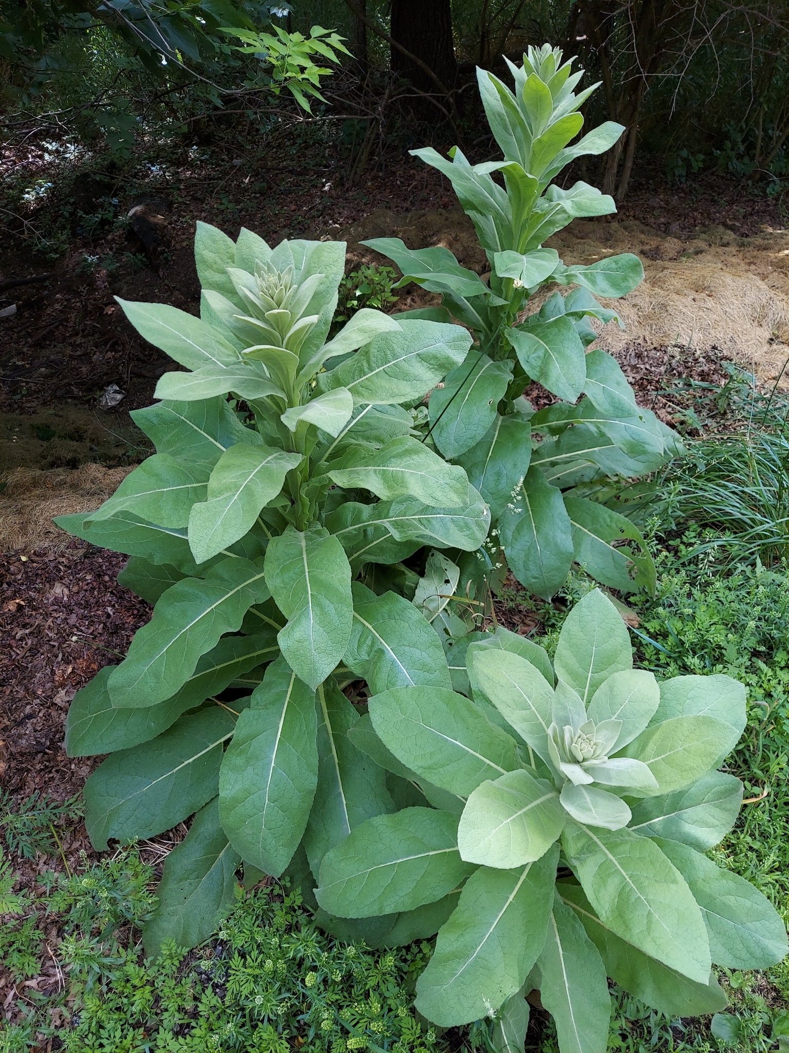 Kleinblütige Königskerze (Verbascum thapsus): Herkunft und Verwendung — foto 3