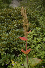 Rheum australe