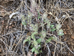 Phacelia phacelioides