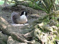 Branta canadensis