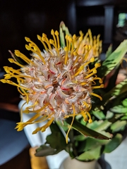 Leucospermum conocarpodendron
