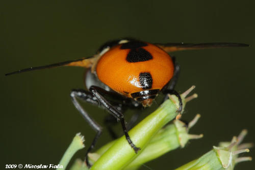 Gymnosoma nudifrons nuotrauka