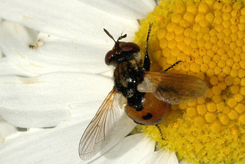 Gymnosoma nudifrons nuotrauka