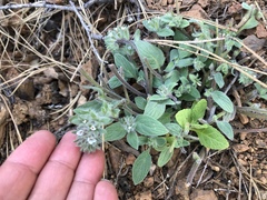 Phacelia phacelioides