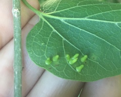 Celticecis aciculata