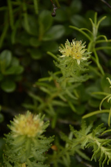 Rhodiola wallichiana