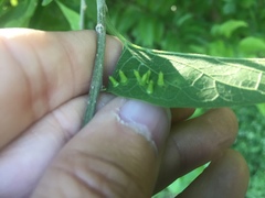 Celticecis aciculata