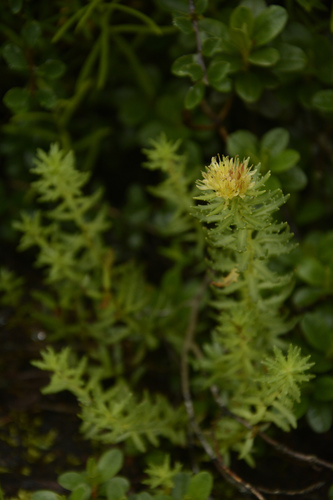 Rhodiola wallichiana, photograph 1