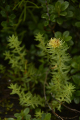 Rhodiola wallichiana, photograph Siddarth Machado, CC BY, iNaturalist via GBIF