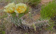 Opuntia polyacantha