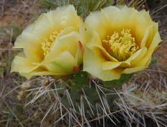 Opuntia polyacantha