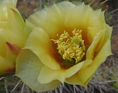 Opuntia polyacantha
