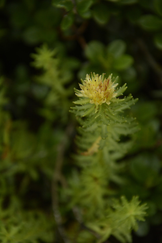 Rhodiola wallichiana, photograph 2
