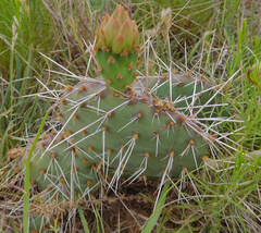 Opuntia polyacantha