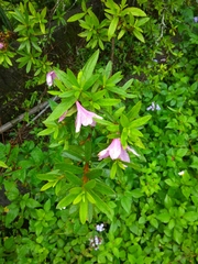 Rhododendron kanehirai