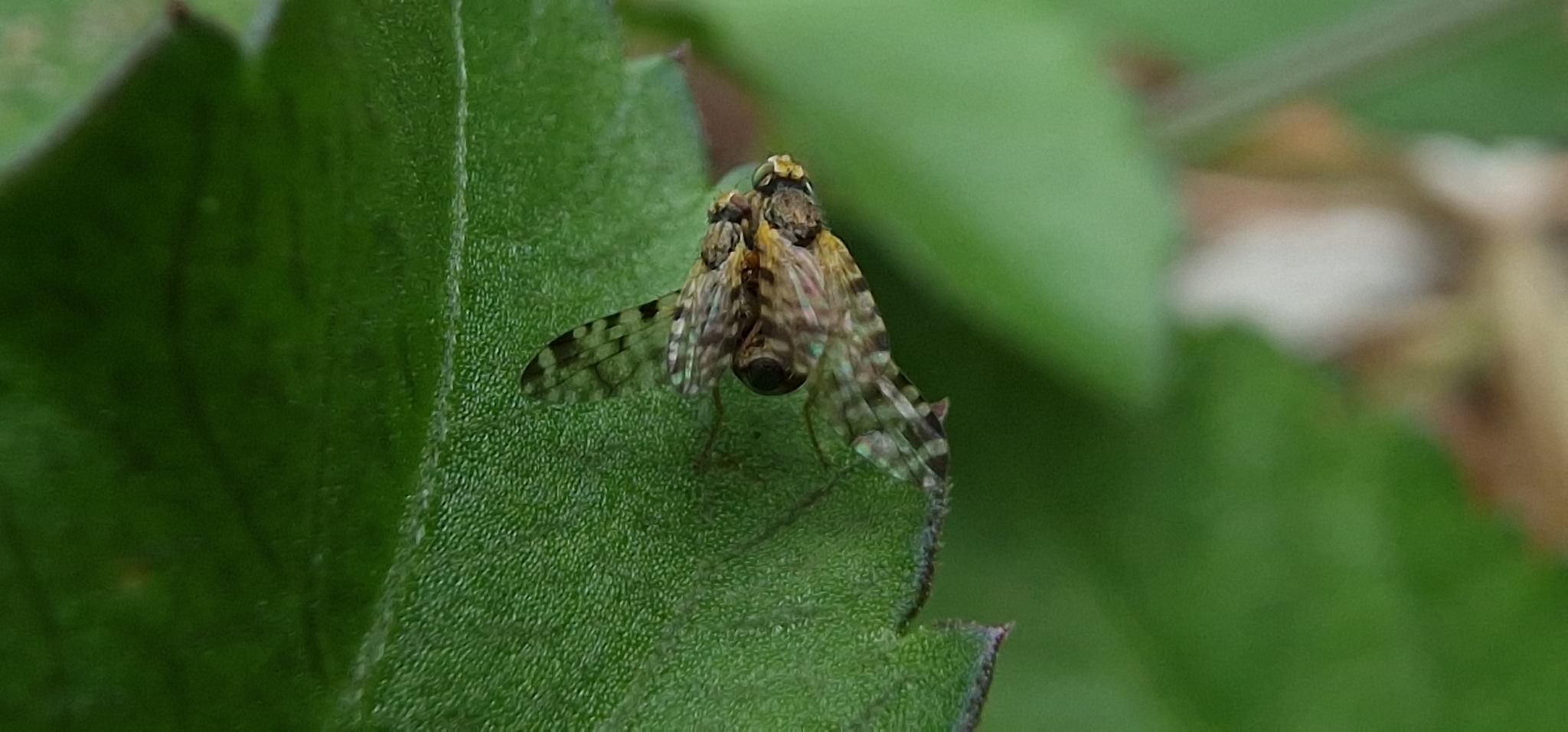 Dioxyna sororcula