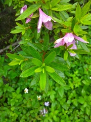 Rhododendron kanehirai