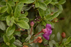 Rhododendron lepidotum