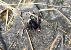 Ogcodocera leucoprocta