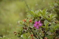 Rhododendron lepidotum