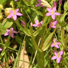 Zeltnera texensis