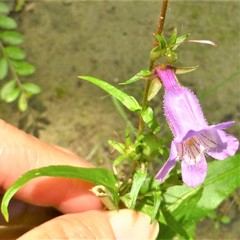 Penstemon tenuis