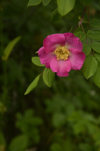 Image of Rosa macrophylla by (c) Siddarth Machado, some rights reserved (CC BY)