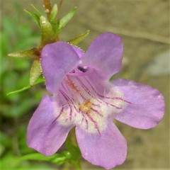 Penstemon tenuis