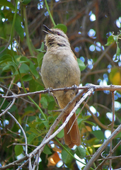 Cichladusa ruficauda