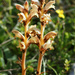 Germander Broomrape - Photo (c) bathyporeia, some rights reserved (CC BY-NC-ND)
