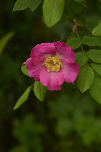 Image of Rosa macrophylla by (c) Siddarth Machado, some rights reserved (CC BY)