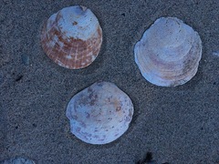 Placopecten magellanicus