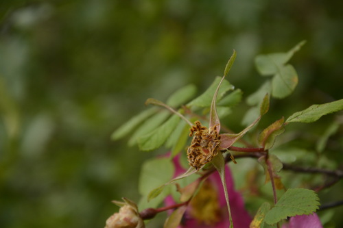 Image of Rosa macrophylla by (c) Siddarth Machado, some rights reserved (CC BY)