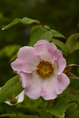 Rosa macrophylla