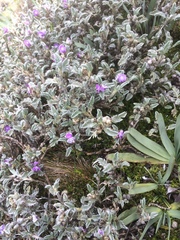 Astragalus geminiflorus