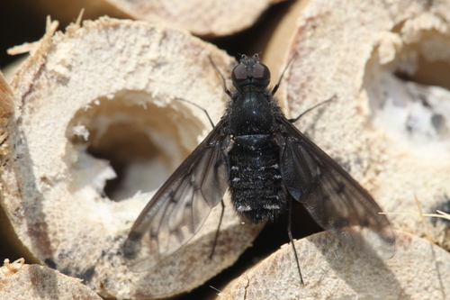 Anthracite Bee-Fly, Alkmaar, Nederland, photo 10 of 10