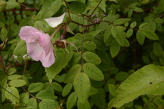 Rosa macrophylla