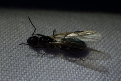 Camponotus sexguttatus