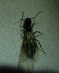 Camponotus sexguttatus