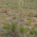 Yucca campestris - Photo (c) ellen hildebrandt, osa oikeuksista pidätetään (CC BY-NC), uploaded by ellen hildebrandt