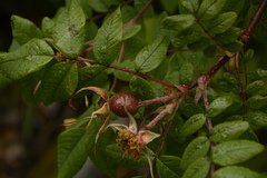 Rosa macrophylla