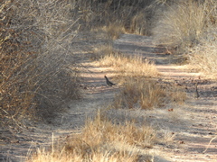 Callipepla douglasii