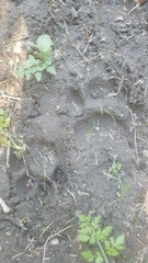 Ursus americanus cinnamomum