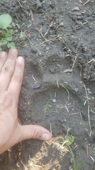 Ursus americanus cinnamomum