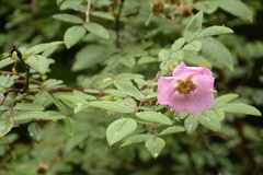 Rosa macrophylla