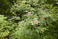 Rosa macrophylla