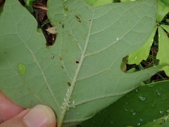 Illinoia liriodendri