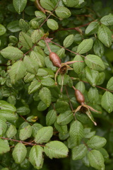 Rosa macrophylla