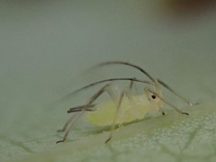 Illinoia liriodendri